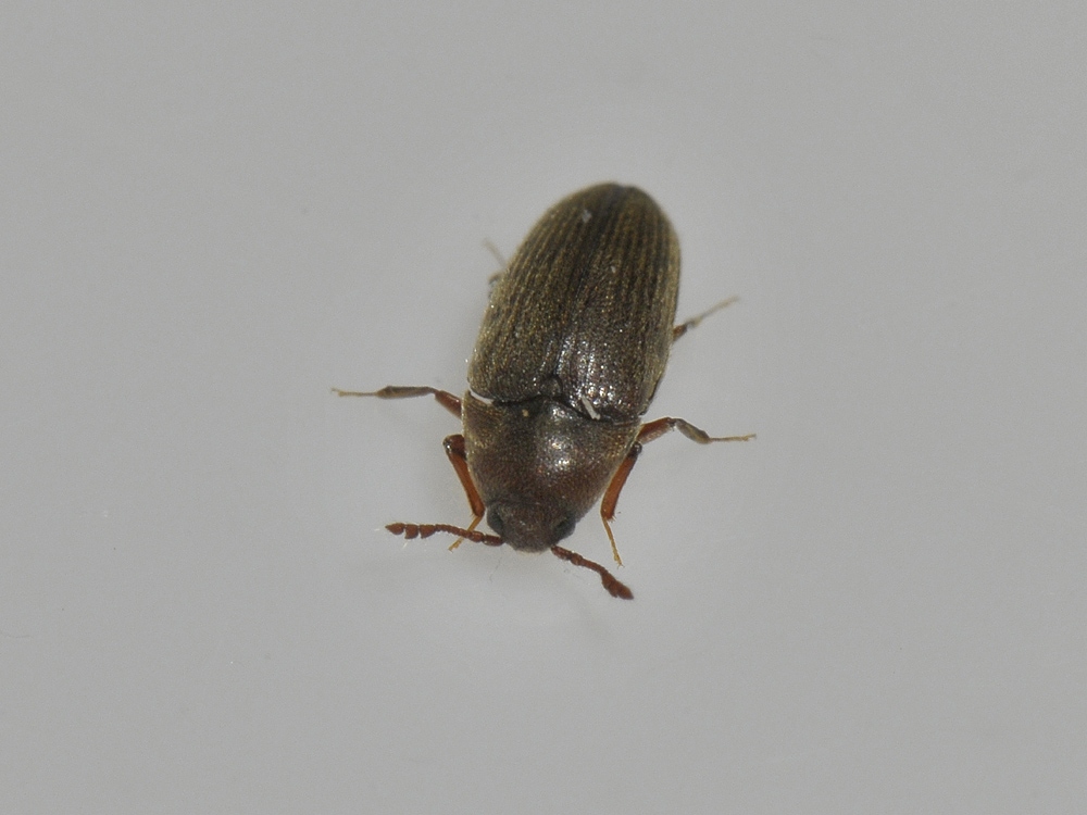 Throscidae: Trixagus sp.